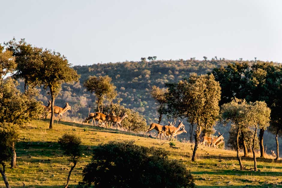 Paisajes de La Nava del Barranco