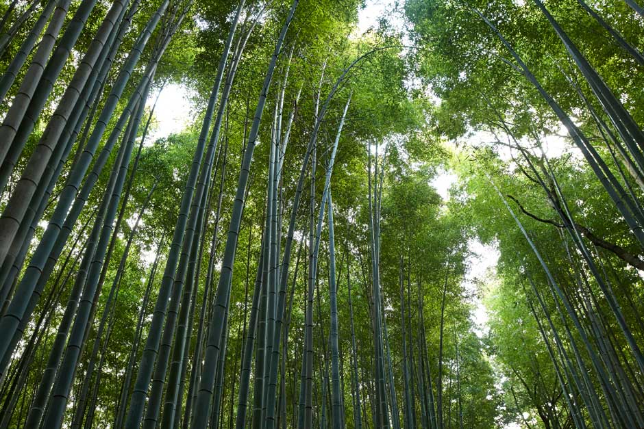 Bosque de Bambú de Kioto.