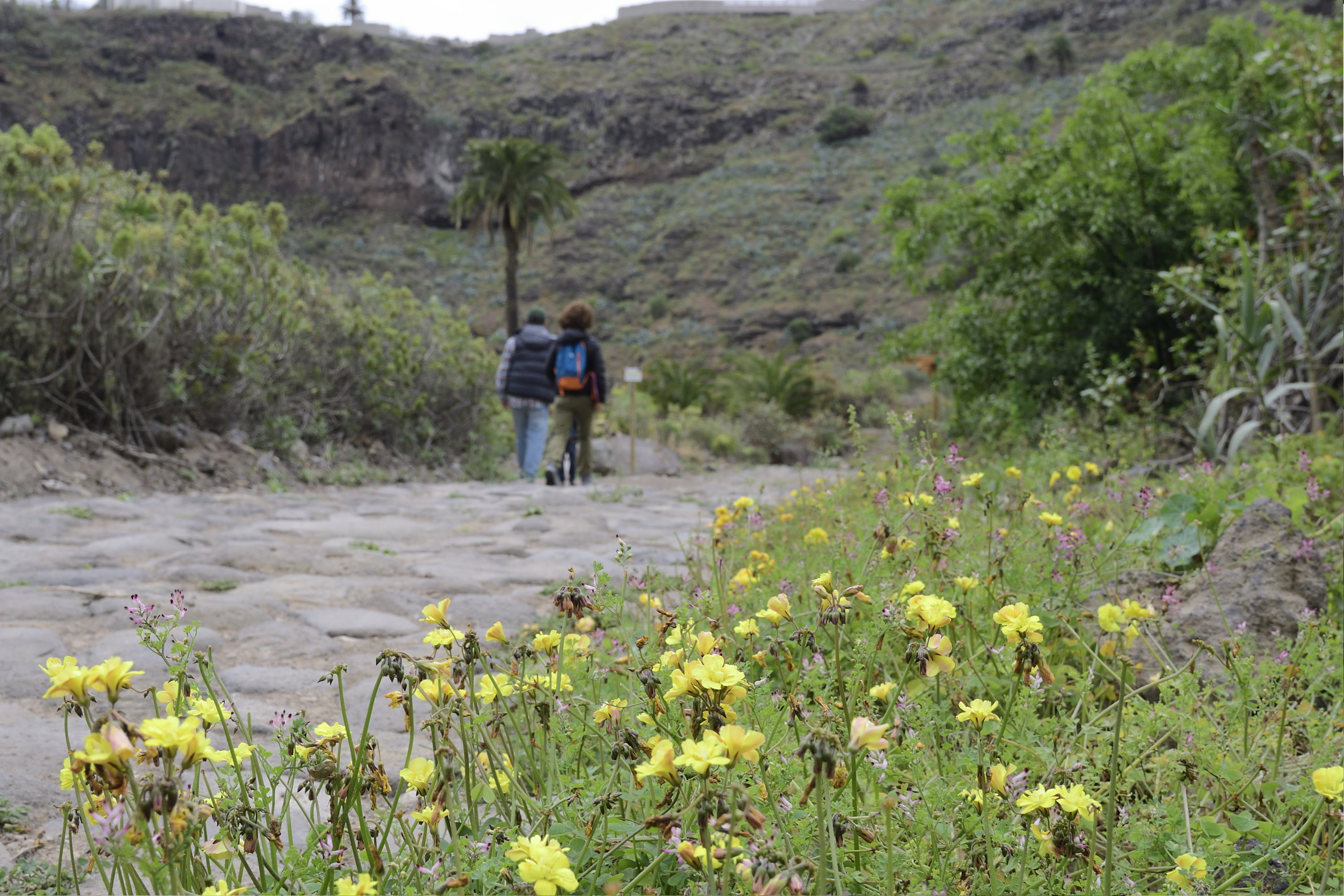 7. Ruta en bici por el sendero del Guiniguada