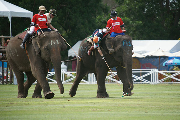 Copa del Rey de Polo en Elefante de Tailandia