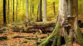 Parque Nacional de Hainich | Antiguos hayedos alemanes | Tu Gran Viaje