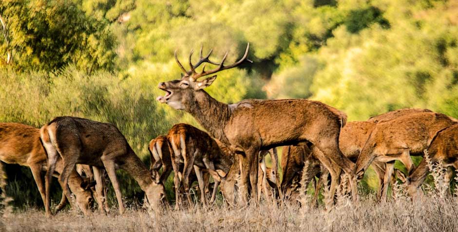Con el otoño, llega la berrea del ciervo al parque natural de Los Alcornocales | Tu Gran Viaje
