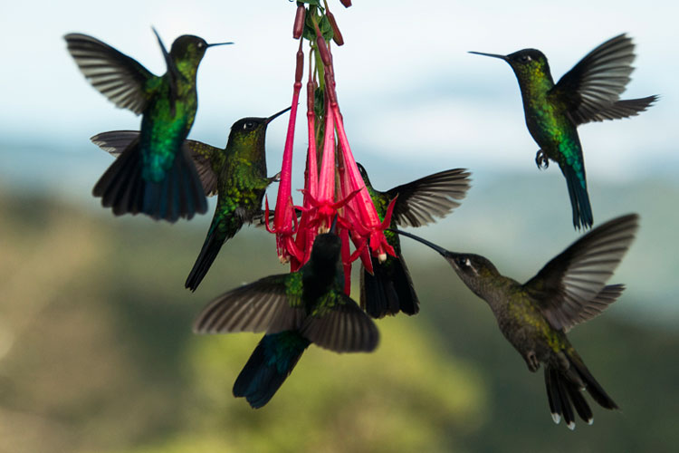 Ruta nacional de las aves de Costa Rica