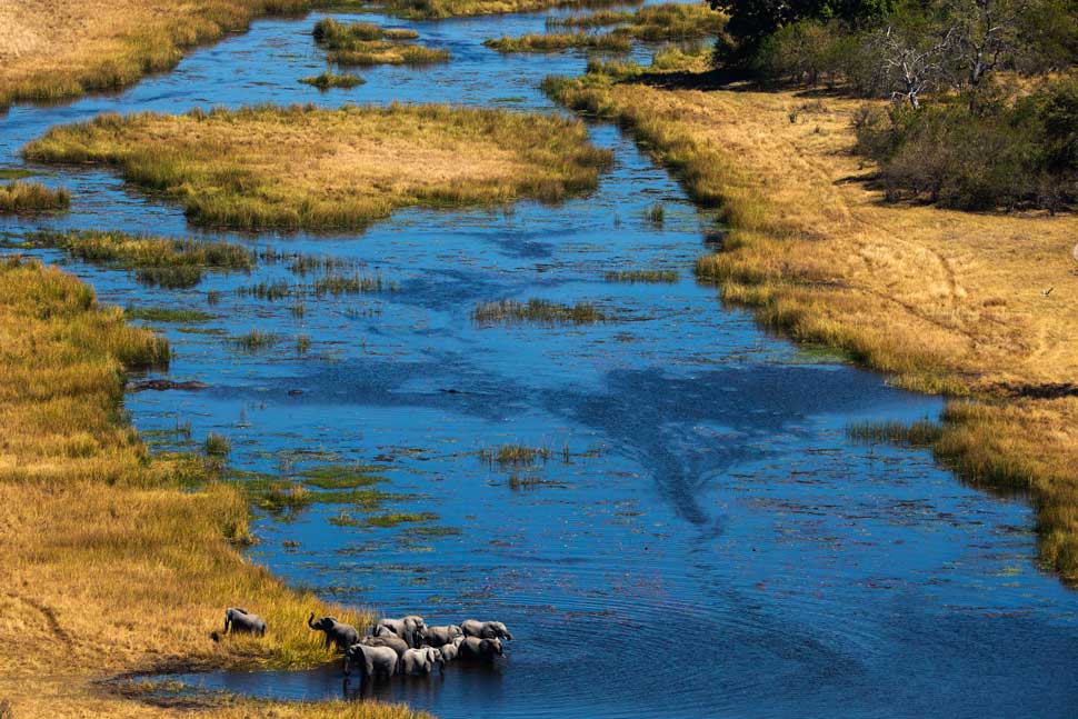 Elefantes en el Delta del Okavango / Terra. Entrevista a Yann-Arthus Bertrand en Tu Gran Viaje