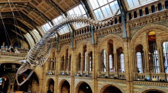 Hope, Natural History Museum of London © Tu Gran Viaje | Razones para viajar a Reino Unido en otoño | Revista Tu Gran Viaje editada por TGV Lab