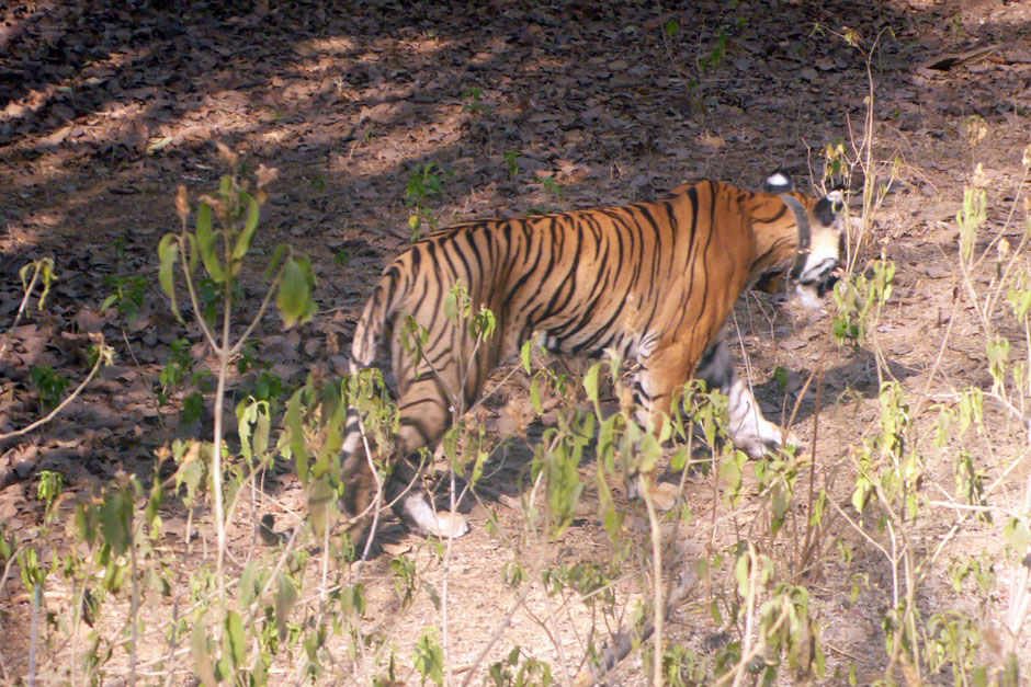 Ver los tigres de Ranthambore India | Tu Gran Viaje