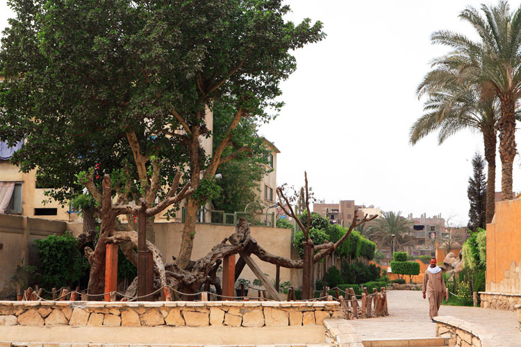 El árbol de la Vírgen María | Navidad en Egipto | Tu Gran Viaje