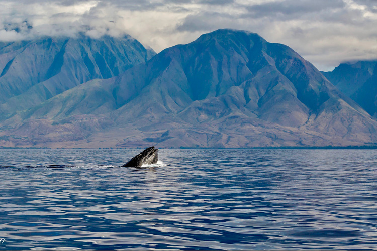 Ballenas en Maui. Foto CC 2.0 by WVTROUT | Naturaleza en las islas del Pacífico | Tu Gran Viaje
