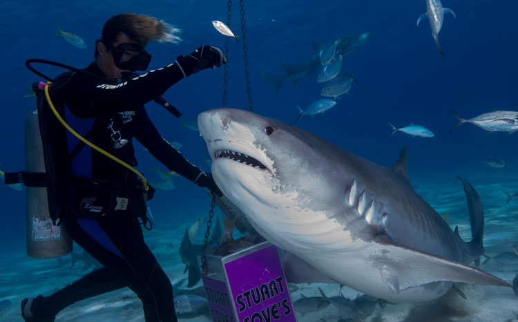 Bucear con tiburones en las islas Bahamas | Tu Gran Viaje
