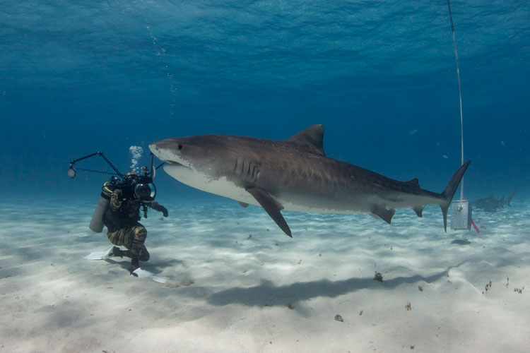 Bucear con tiburones en las islas Bahamas | Tu Gran Viaje