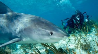 Nadar con tiburones en Bahamas | Tu Gran Viaje
