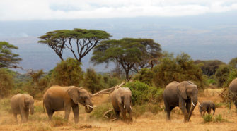 Tierra de safaris Kenia FITUR 2019 | Tu Gran Viaje