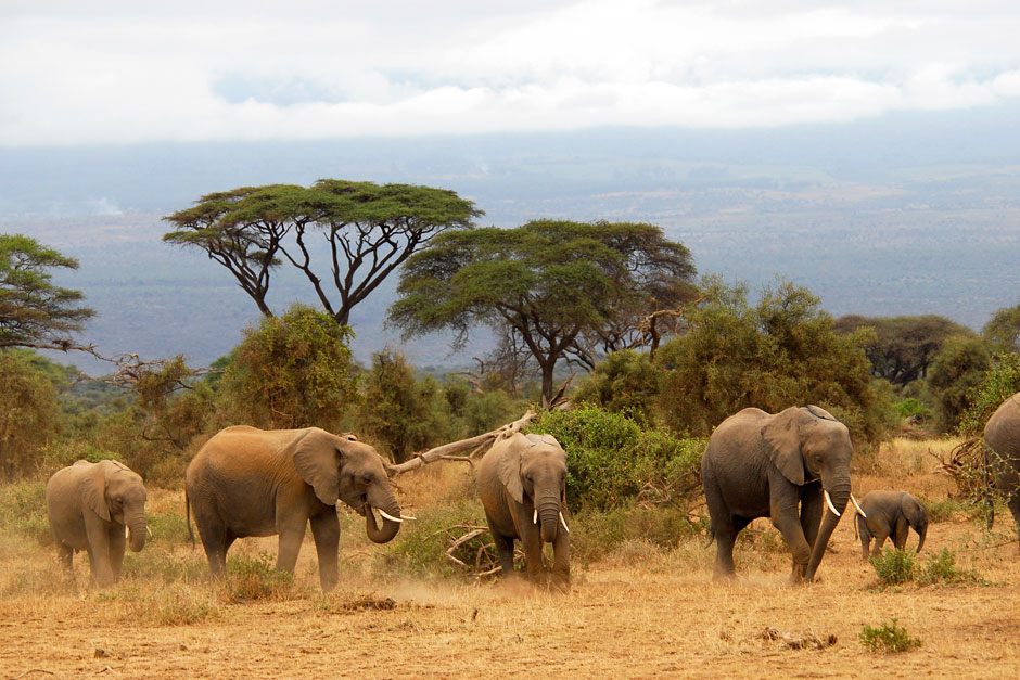 Tierra de safaris Kenia FITUR 2019 | Tu Gran Viaje