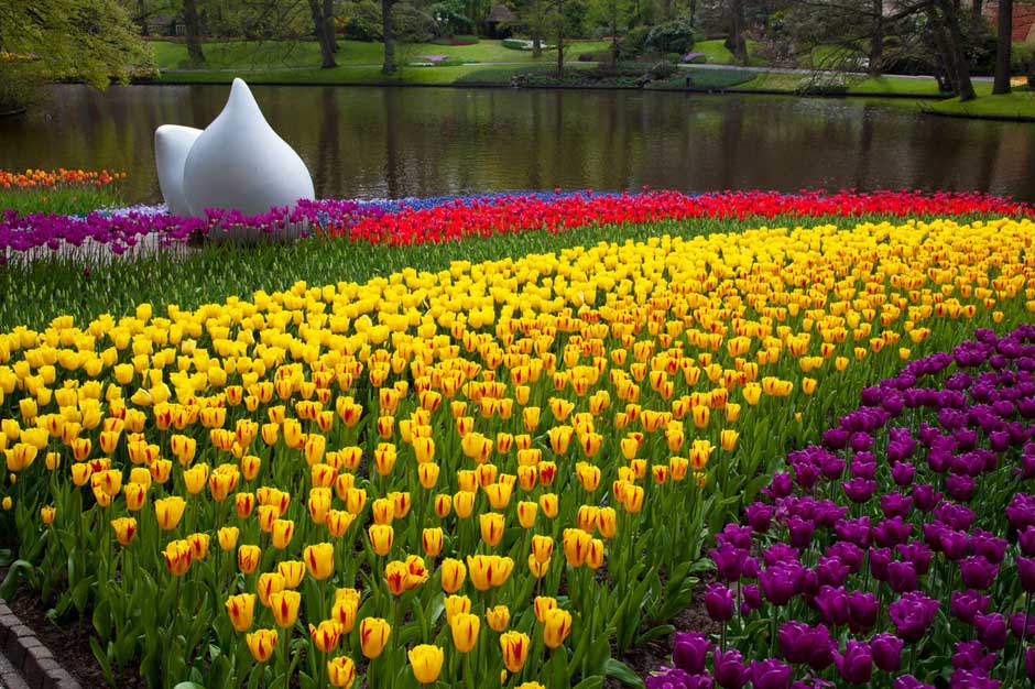 Postal desde el Parque Keukenhof, el mayor jardín de tulipanes del mundo | Tu Gran Viaje