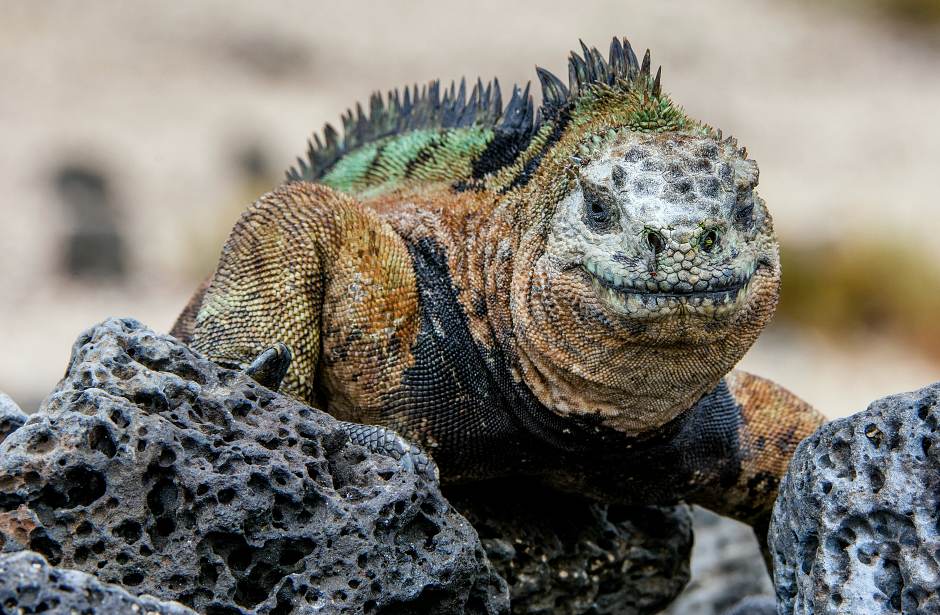 Todo lo que debes saber si vas a viajar a Islas Galápagos | Tu Gran Viaje
