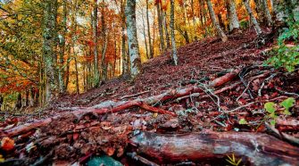 Un plan perfecto de otoño: visitar el Hayedo de Montejo | Tu Gran Viaje