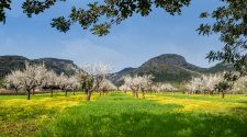 rutas para contemplar los almendros en flor de Mallorca | Tu Gran Viaje