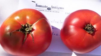 El mejor tomate de España, el de Aretxabaleta | Tu Gran Vaije