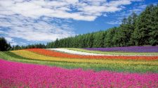 Visitar Hokkaido paraíso de las flores de Japón | Viajar a Japón | Tu Gran Viaje