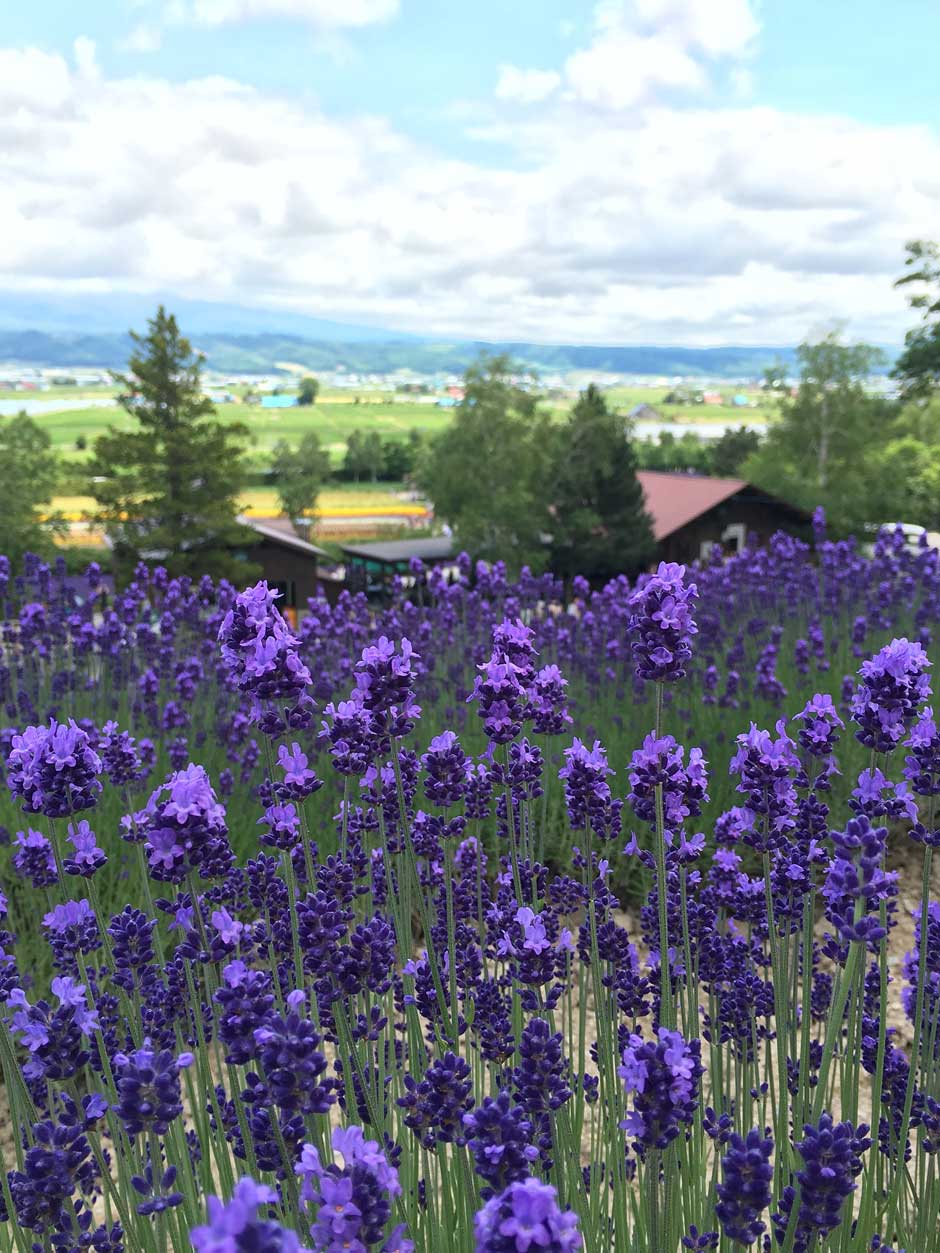 Visitar Hokkaido paraíso de las flores de Japón | Viajar a Japón | Tu Gran Viaje