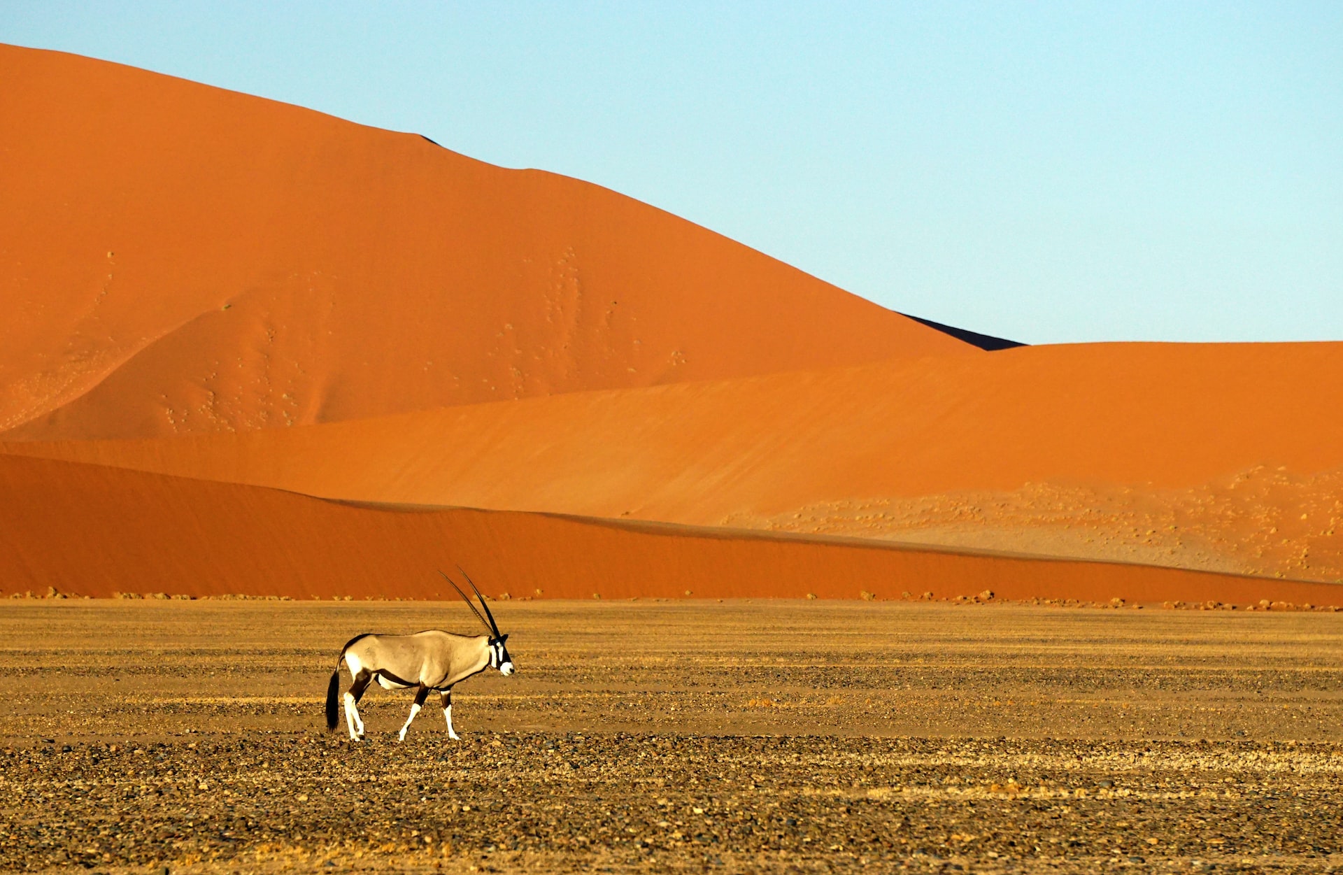 Oferta Viajar a Namibia | Tu Gran Viaje | Travelzoo | Safari fotografico Namibia