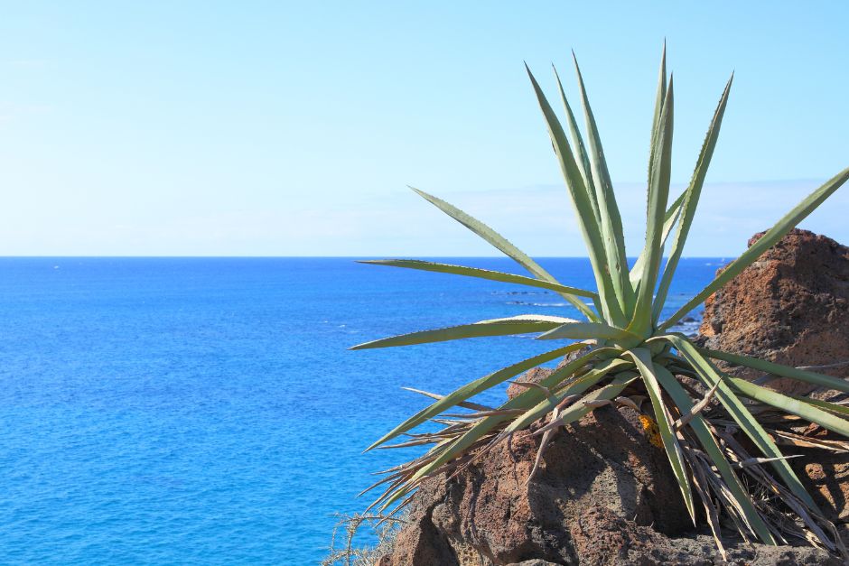 Aloe vera de Canarias, belleza y bienestar en cada viaje
